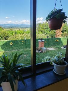 a window with potted plants and a view of a yard at Dedinje, ul Zorana Mitrovića 22 in Jagodina +5 photos