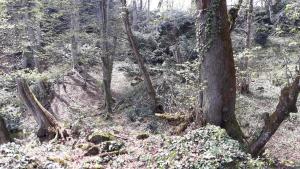 a group of trees in a wooded area at wila ZUNDAGA ზუნდაგა 1800 in Zundaga