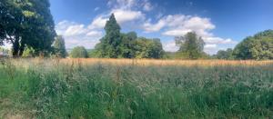 a field of tall grass with trees in the background at Sora Bell Tent in Coxwold