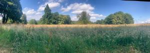 a field of tall grass with trees in the background at Sora Bell Tent in Coxwold