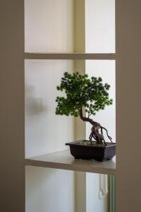 a small bonsai tree sitting on a shelf at StaynFeel 03 in Fátima