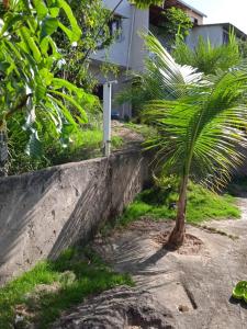 a palm tree in front of a house at Casa grande in Serra