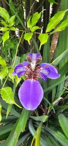 a purple flower on a plant with green leaves at Pousada Paraíso Guapi in Guapimirim