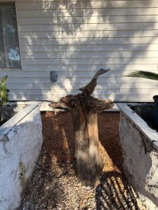 a tree stump sitting in front of a house at Opal St Homestay in Lightning Ridge