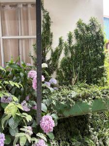 a garden with pink flowers and a pole at Marmo in Ziro