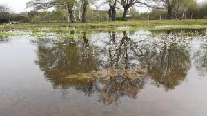 a reflection of a tree in a body of water at Logement insolite tente glamping in Parigné-lʼÉvêque
