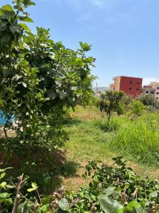 a field of grass with trees and buildings in the background at Relax in Oued Laou in Oued Laou