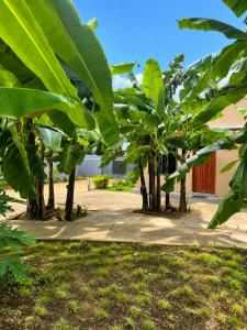 a group of banana trees in front of a building at Ecostar apartments in Morogoro