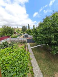 a row of tomato plants in a garden at biker s home in Nabakhtevi