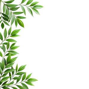 a branch of green leaves on a white background at dashupunit in Pushkar