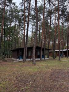 a house in the middle of a forest with trees at Ośrodek Świt Wilga in Wilga