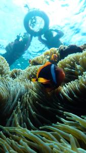 a clown fish swimming over a coral reef at 法艾民宿 in Yeh-yin +22 photos