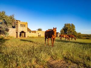 three horses standing in a field in front of an old building at Melrose Mission Lodge in Prospect