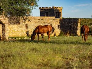 two horses grazing in a field in front of a brick building at Melrose Mission Lodge in Prospect