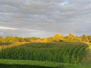a field of tall grass with a dirt road at Barbotinecures vacations in Barbotan-les-Thermes
