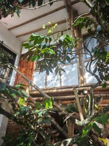 a tree in front of a window in a building at Suite Central Campestre - Casa Matula in Popayan