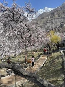 a woman standing under a tree with flowers on it at Village Homestay in Chalt
