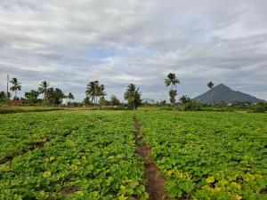 a field of crops with a mountain in the background at Malliga Farm House in Turinjāpuram