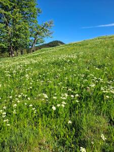a field of white flowers in a green field at Ferienwohnung Gänseblümchen in Suhl