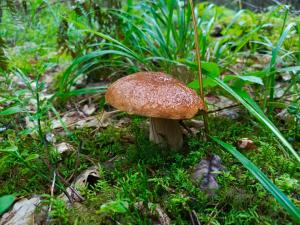 a brown mushroom on the ground in the grass at Apartament Centrum in Giby +2 photos