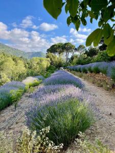 a field of lavender with mountains in the background at Dar el Maasser in Maasser El Chouf
