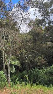 a group of trees and plants in a field at Sendero Ancestral in Guarne