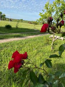 a red flower in a field of green grass at La Chacra Hotel Campo y Spa in San Pedro