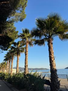a row of palm trees on the beach at Casa Iva in Igalo