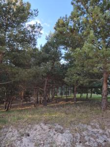 a forest of pine trees in a field at Melnragė, Molo g in Melnragė +3 photos