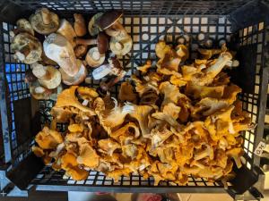a bunch of mushrooms sitting on a grill at Czerpak in Małszewko