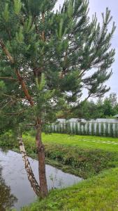 a pine tree next to a puddle of water at SHKLO Lake&SPA in Shklo