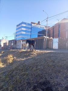 Zwei Kühe stehen auf einer Wiese vor einem Gebäude in der Unterkunft Hotel Merced Macusani in Macusani