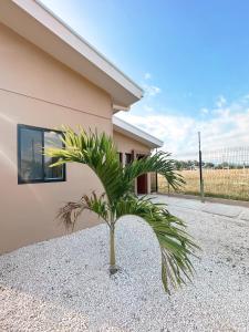 a palm tree in front of a house at Casa Tierra Esmeralda in Parrita
