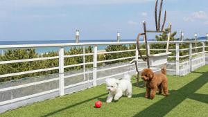 three dogs standing on the grass next to a swing at Yangyang Bono Pet-friendly Pension in Yangyang