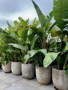 a row of plants in pots on a tile floor at Elegance Hotel - Ben Thanh Market - Central HCMC in Ho Chi Minh City