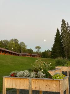 a garden with flowers in a wooden box at FOUR Nature Resort in Chelmsford