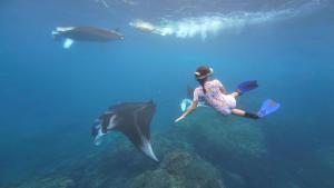 a woman swimming in the ocean with two dolphins at The Penida Angmas View in Nusa Penida