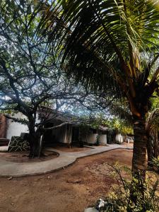 a palm tree in front of a house at Footmark Surf Stay in Pottuvil