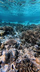 a coral reef in the ocean with at Mangrove Reef Guest House in Airborei +3 photos