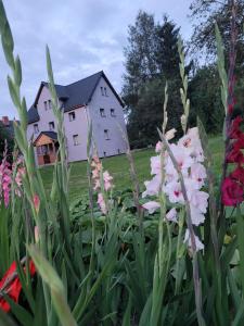 a house in a field with flowers in the foreground at Bobrowe Zacisze in Wleń