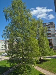 a tree in a park in front of a building at Poilsis dviems in Šiauliai