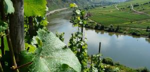 a view of a river with a vineyard at Moselfrische in Zell an der Mosel +42 photos