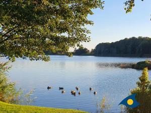 a group of ducks swimming in a lake at Bernsteinquartier Whg 11 "Inselglück" in Kölpinsee