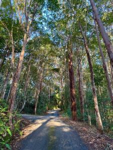 a road in the middle of a forest with trees at Garden Studio - Tranquil Forest Retreat in Currumbin Valley