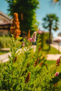 a group of flowers in a garden at Green Life Sozopol Antares in Sozopol +27 photos