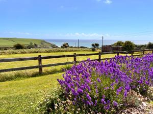 a field of purple flowers next to a fence at Follies Garden Room in Dungarvan +4 photos