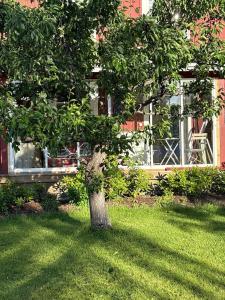 a tree in the grass in front of a house at Charming, quiet apartment in Kvissleby