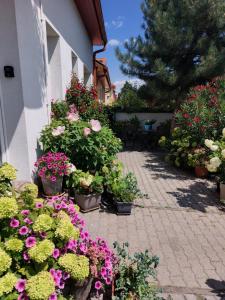 a bunch of flowers in pots next to a building at Virágos Lakás in Győr