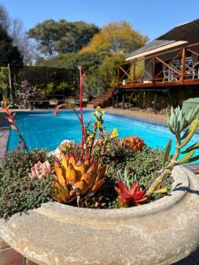 a planter with plants in it next to a pool at Olive Branch Cottage off grid in Benoni