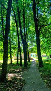 a tree lined path in a park with trees at Domki nad jeziorem in Łasin